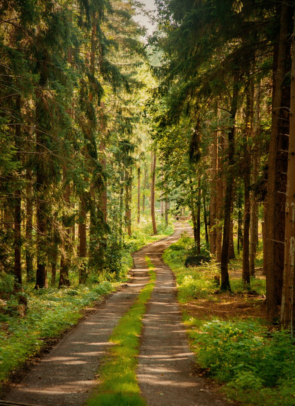 Dirt road through a pine forest 